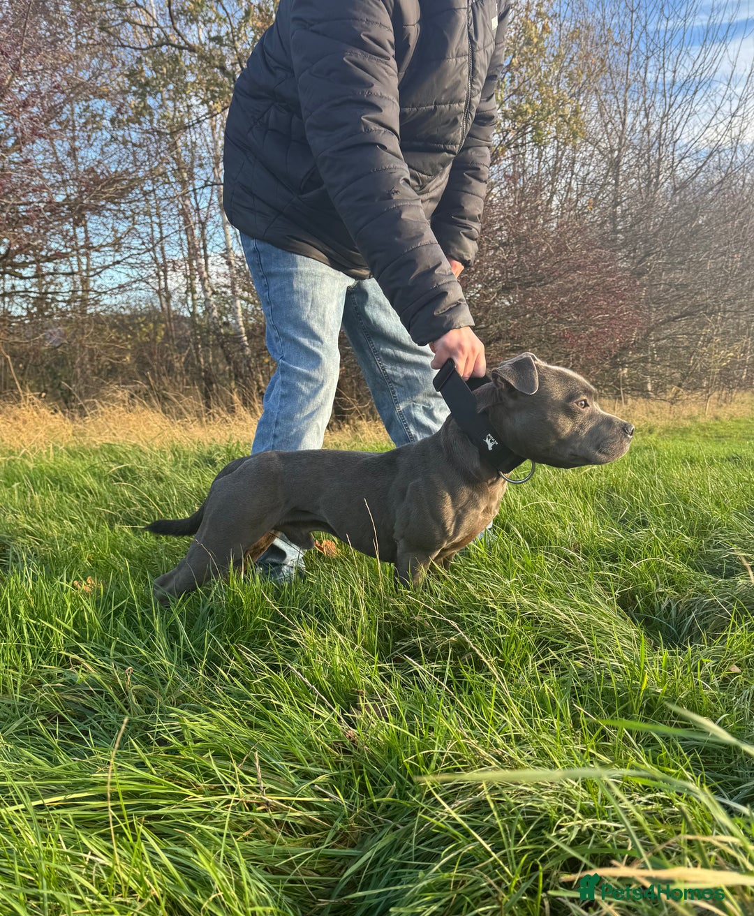Staffordshire Bull Terrier dogs for stud: Elite Staffy Bullet - Advert 5