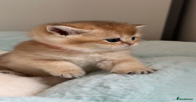 British Shorthair cats - Advert 14