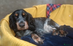 Cocker Spaniel dogs for sale: Show Type blue/Tri/chocolate Roan Cocker Spaniels  - Image 22