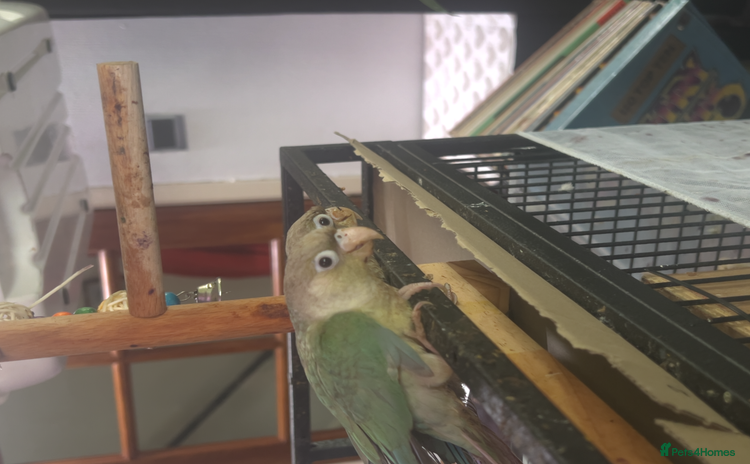 Conures birds - Advert 12