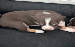 Border Collie dogs for sale: Collie mix puppies looking for their families! - Image 31