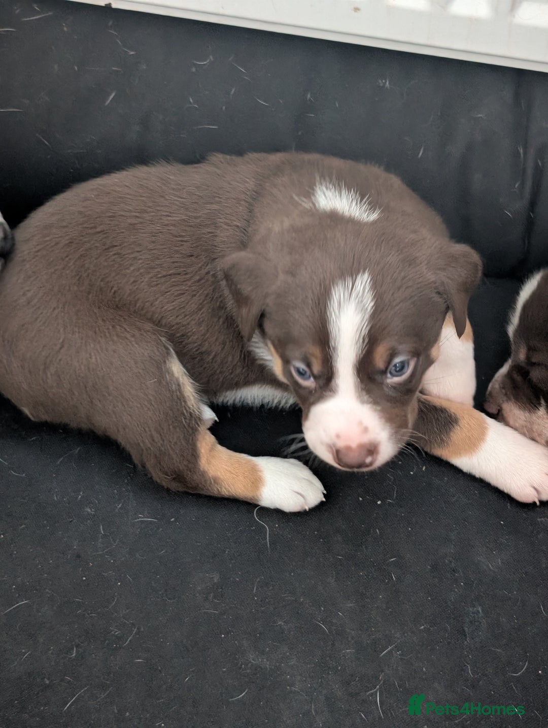 Border Collie dogs for sale: Collie mix puppies looking for their families! - Image 31
