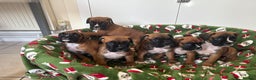 Boxer dogs for sale: Boxer puppy’s  - Advert 2
