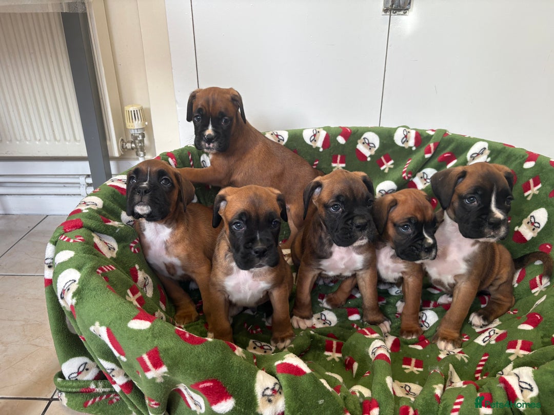 Boxer dogs for sale: Boxer puppy’s  - Advert 2