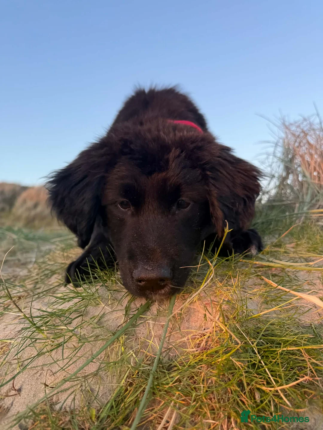 Golden Retriever dogs for sale: Pet Trained Golden Retriever x Border Collie Male - Advert 2