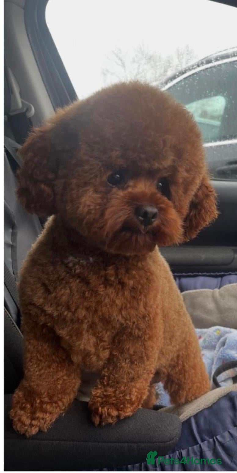 Maltipoo dogs Extensively dna clear maltipoo  **  - Advert 2