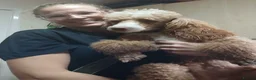 Miniature Poodle dogs for stud: 🐾 HUGO — KC REGISTERED MINIATURE POODLE STUD DOG in Stevenage - Advert 7