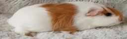 Guinea Pig rodents for sale: 1 boy 6 girls - Advert 11