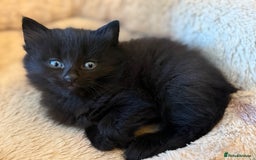 Maine Coon cats for sale: Part Maine coon female kitten  - Image 1