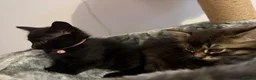 Mixed Breed cats for sale: Kittens looking for a forever home  - Advert 9