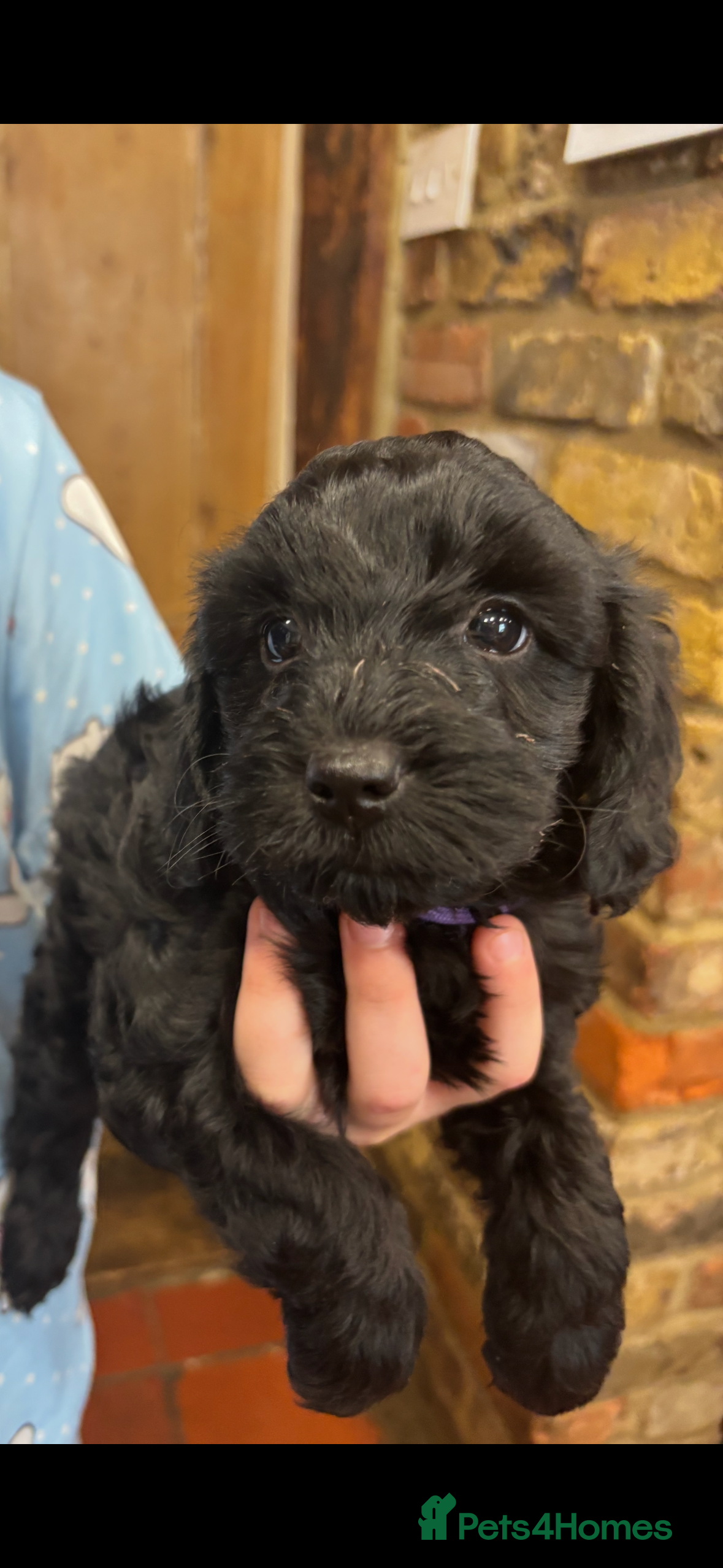 Cockapoo dogs READY NOW Adorable cockapoo puppies - Advert 2