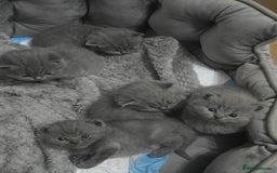 British Shorthair cats for sale: First Litter British Shorthair Pedigree Breed Blue - Image 1