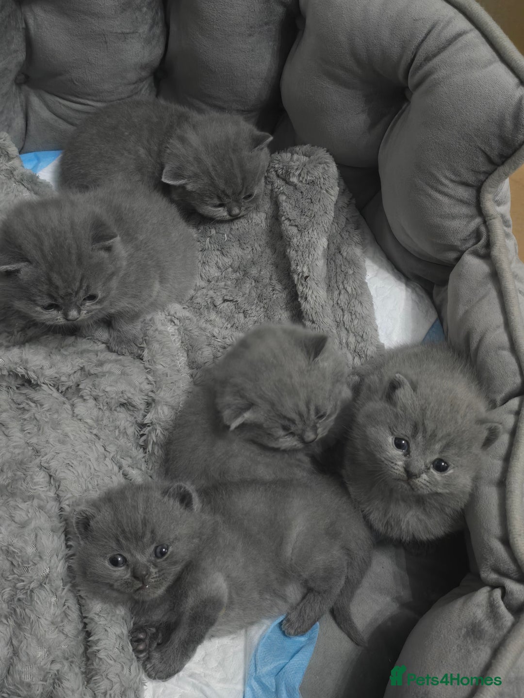 British Shorthair cats for sale: First Litter British Shorthair Pedigree Breed Blue - Image 1