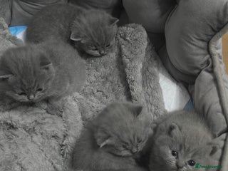British Shorthair cats for sale - Advert 1