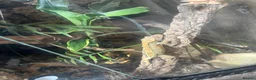 Gecko reptiles for sale: Two male Crested geckos in Boston - Advert 9