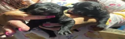 Mixed Breed dogs for sale:  Loving Labrakitas  - Advert 3