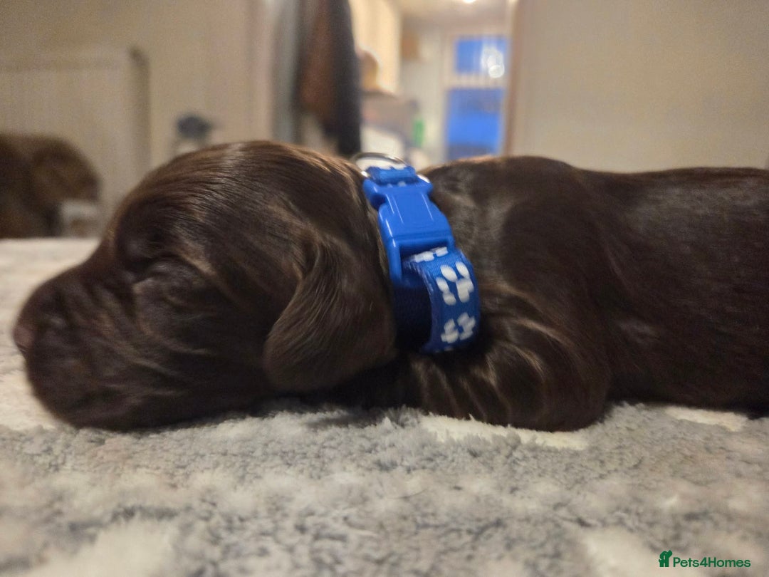 Cocker Spaniel dogs for sale: Working cocker spaniels  - Advert 13