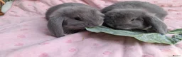 French Lop rabbits for sale: French Lop Rabbits – Ready from 4th September - Advert 32