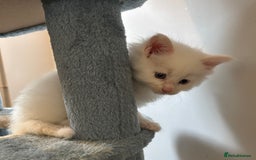 Maine Coon cats for sale: TICA & Council licensed white/black Maine Coons - Image 32