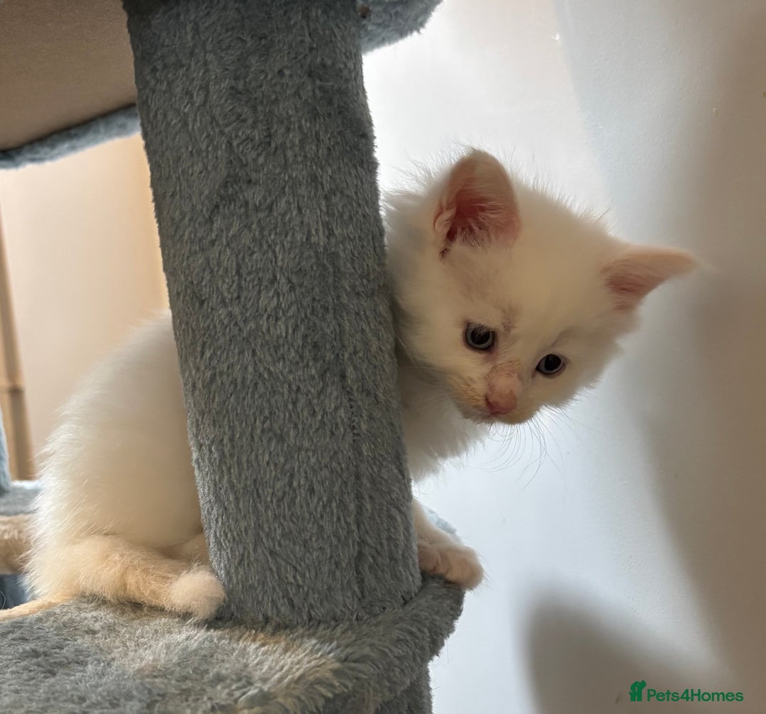 Maine Coon cats for sale: TICA & Council licensed white/black Maine Coons - Image 32