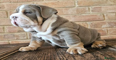 English Bulldog dogs - Advert 6