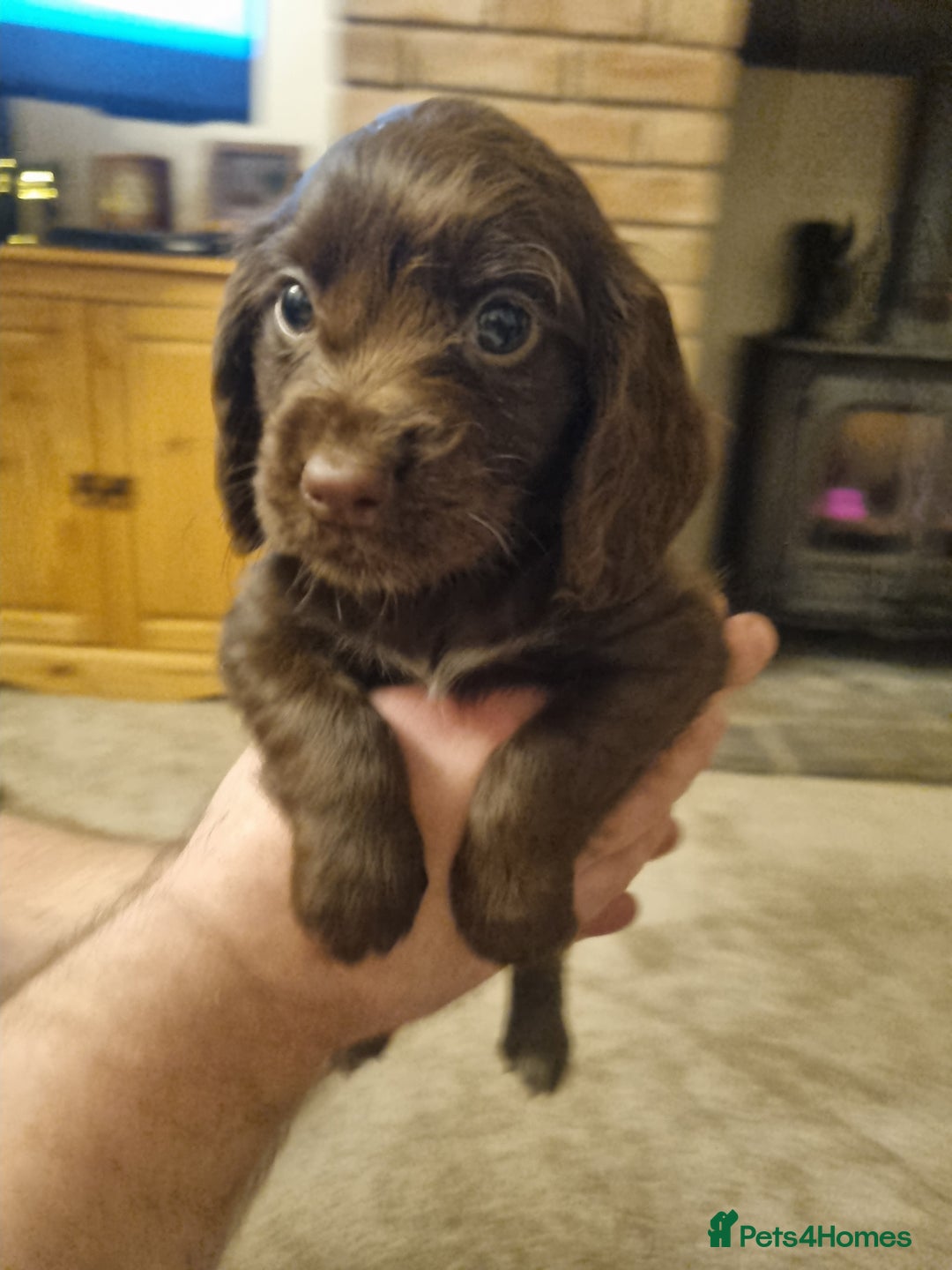 Cocker Spaniel dogs for sale: Gorgeous Working Cocker Boys - Advert 19