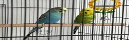 Budgerigars birds for sale: budgies in Kidderminster - Advert 2