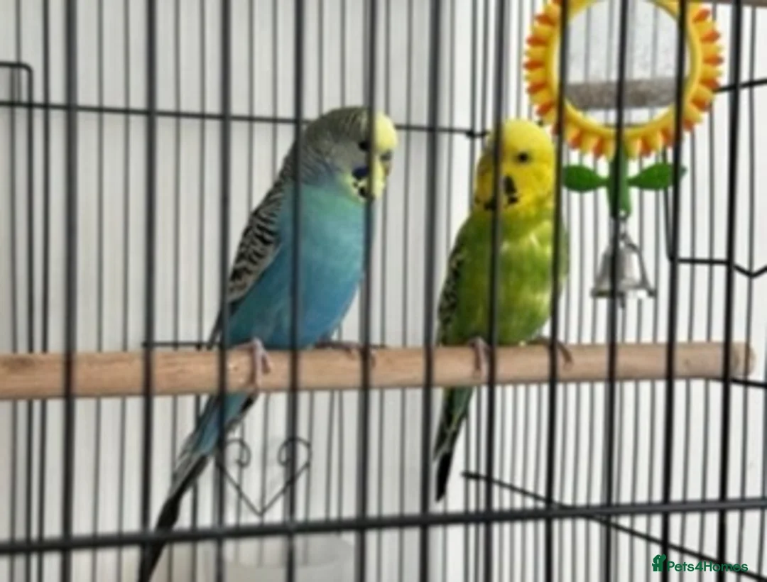 Budgerigars birds for sale: budgies in Kidderminster - Advert 2