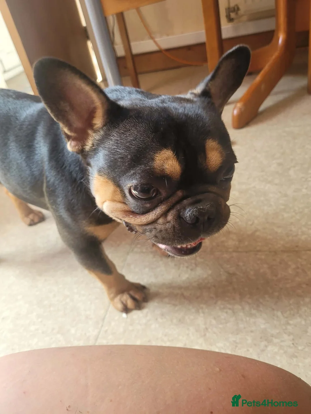 French Bulldog dogs for sale: Female French bulldog in Sheffield - Advert 4