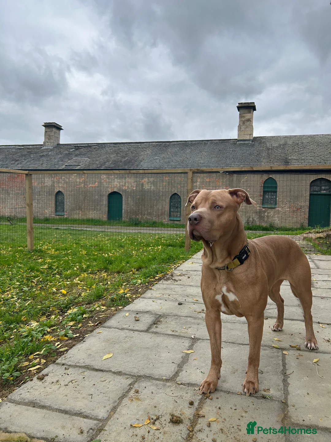 Mixed Breed dogs for sale: Loki  - Advert 2