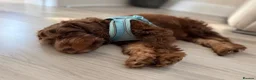 Cockapoo dogs for sale: F1 Cockapoo puppy - Junior - Advert 3