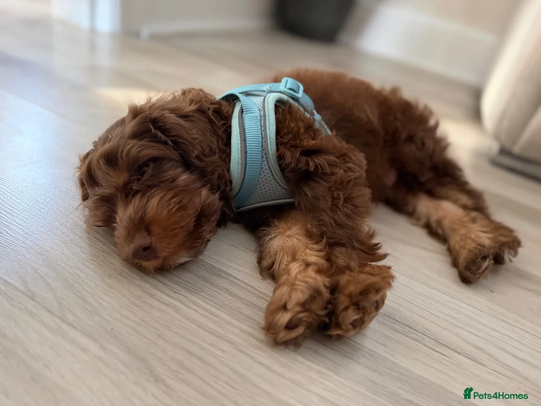 Cockapoo dogs for sale: F1 Cockapoo puppy - Junior - Advert 3