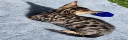 Bengal cats for sale: Beautiful TICA registered Bengal Kittens - Advert 23