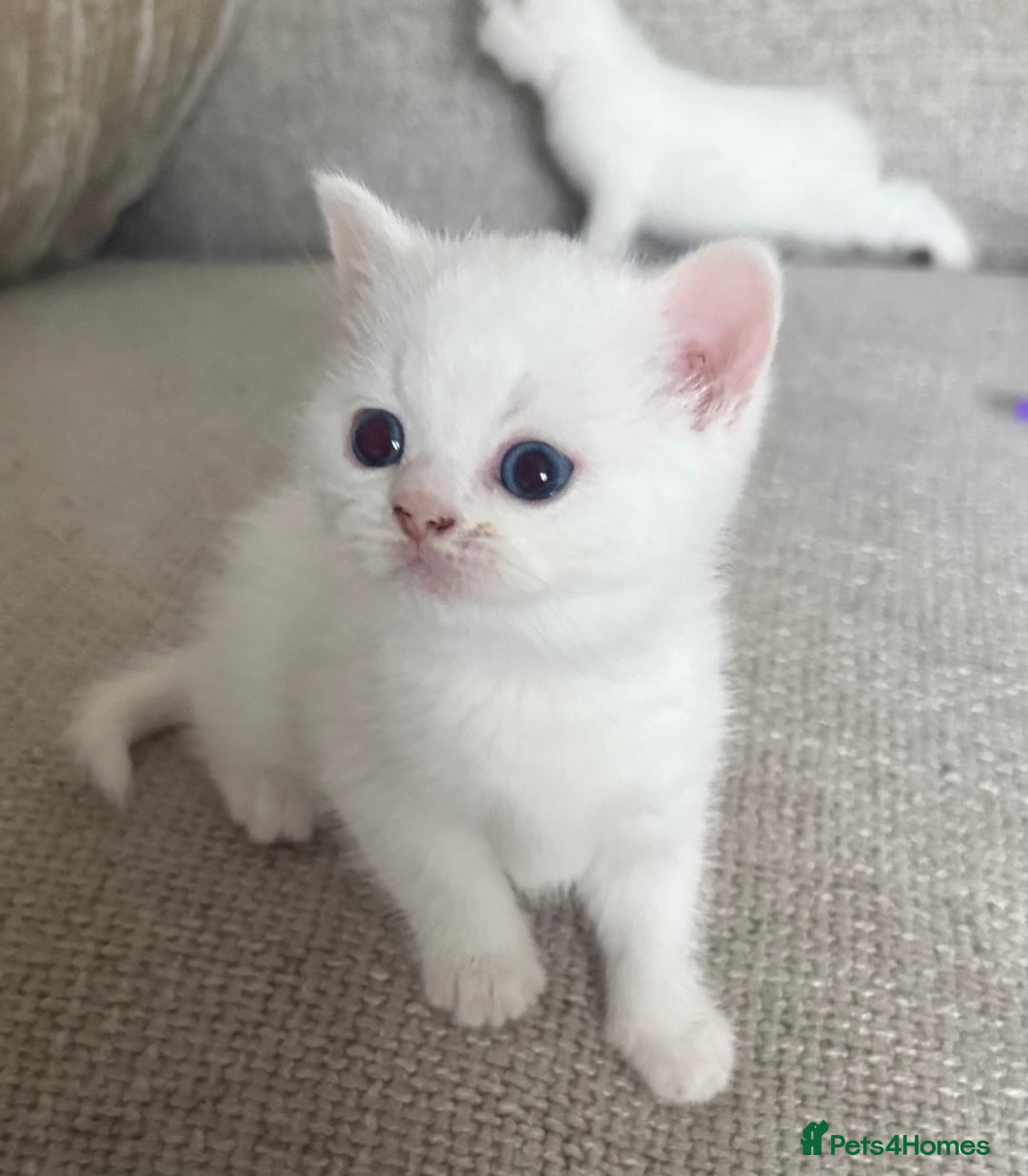 British Shorthair cats for sale: Beautiful rare colour BSH kittens  - Image 10