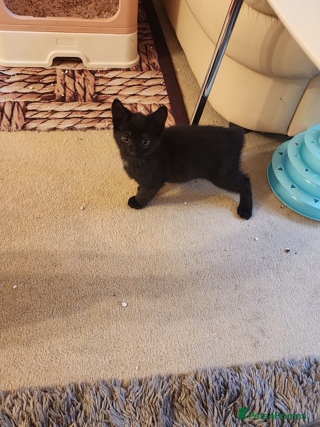 European cats for sale: 7 Lovely tabby kittens for sale - Image 9