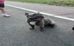 French Bulldog dogs for sale: 17 month Male French bulldog  - Image 3