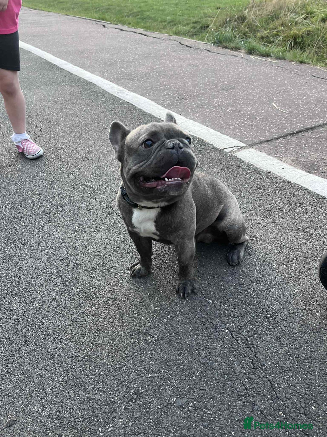 French Bulldog dogs for sale: 17 month Male French bulldog  - Image 3