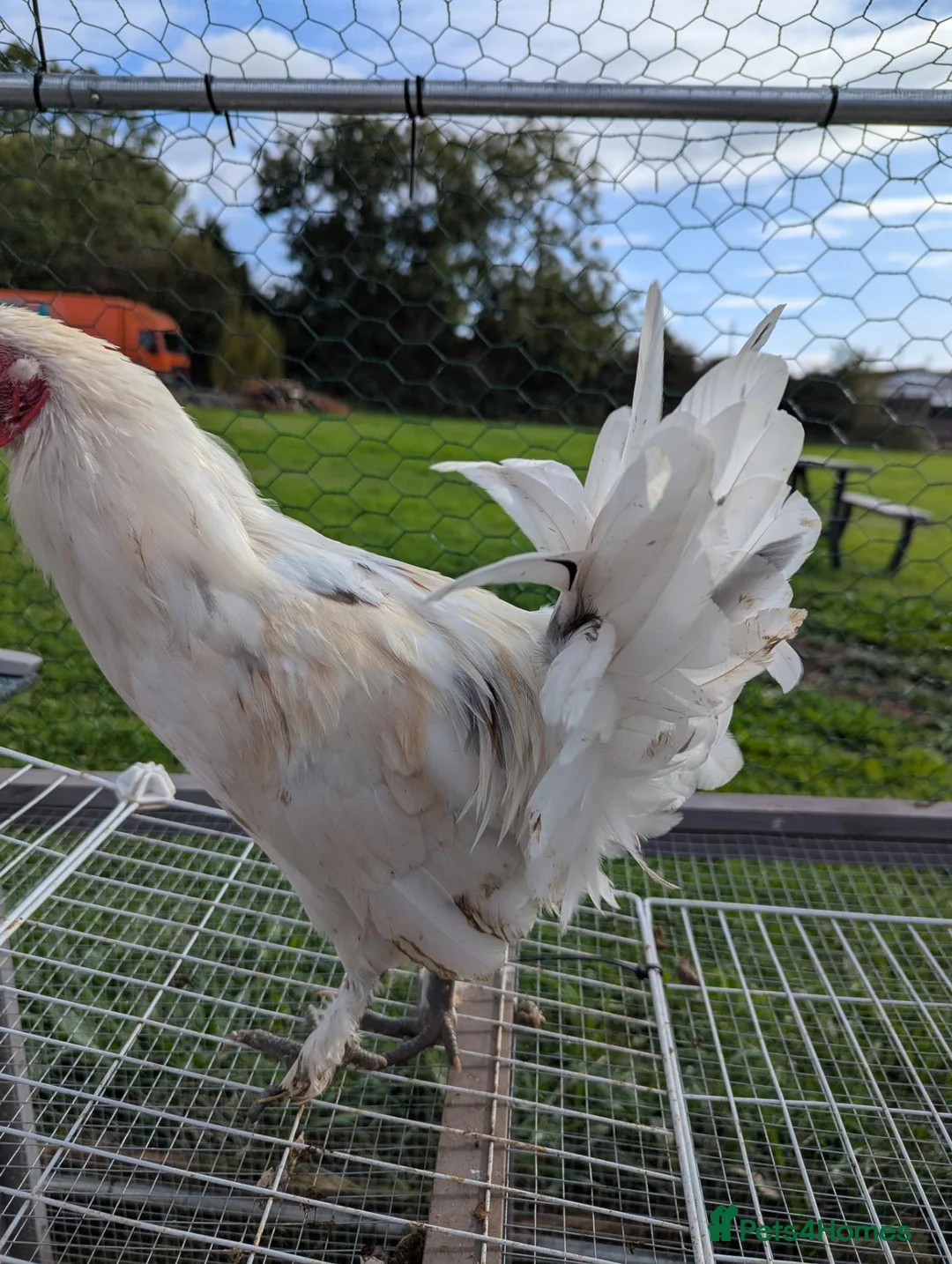 Chickens poultry for sale: Mixed Emerald and Bantam Sablepoot cockerel in Clevedon - Advert 6