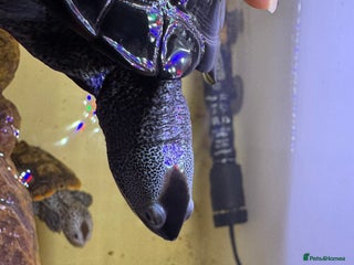 Turtle reptiles Northern Diamondback Terrapin Northern in London - Advert 13