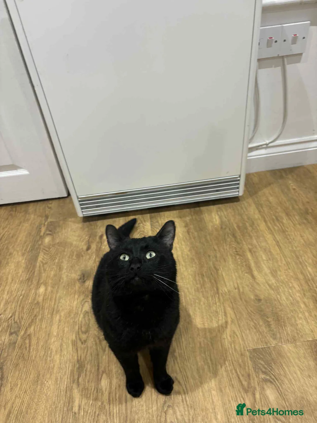 Bombay cats for sale: Rome (male cat) - Advert 1