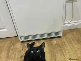 Bombay cats Rome (male cat) - Advert 1