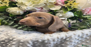 Miniature Dachshund dogs - Advert 13