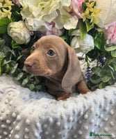 Miniature Dachshund dogs - Advert 13