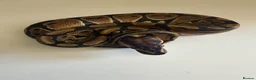 Python Snake reptiles for sale: Hatchling ball pythons  in Nottingham - Advert 4