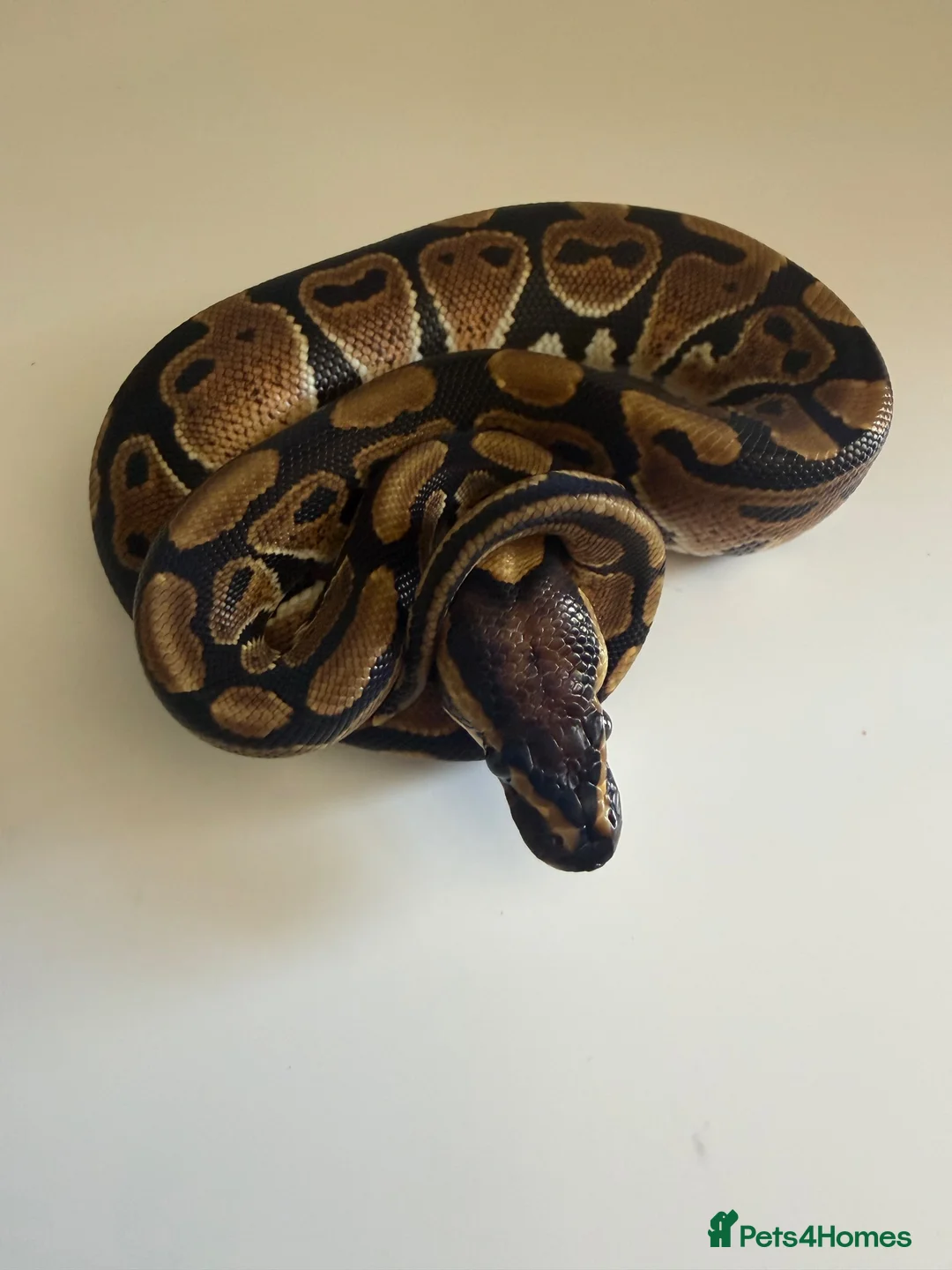 Python Snake reptiles for sale: Hatchling ball pythons  in Nottingham - Advert 4