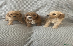 Cavapoo dogs for sale: 🌟 Fully health tested F1B cavapoos for sale 🌟  - Image 1