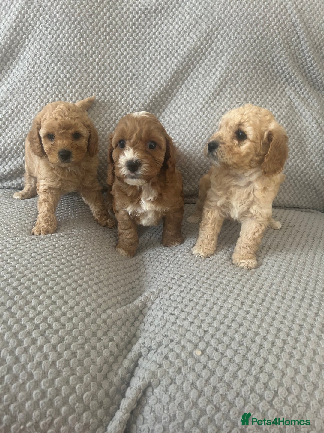 Cavapoo dogs for sale: 🌟 Fully health tested F1B cavapoos for sale 🌟  - Image 1