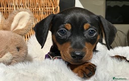 Mixed Breed dogs for sale: Stunning daxijacks ready now  - Image 3