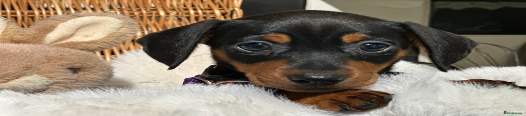 Mixed Breed Puppy 1