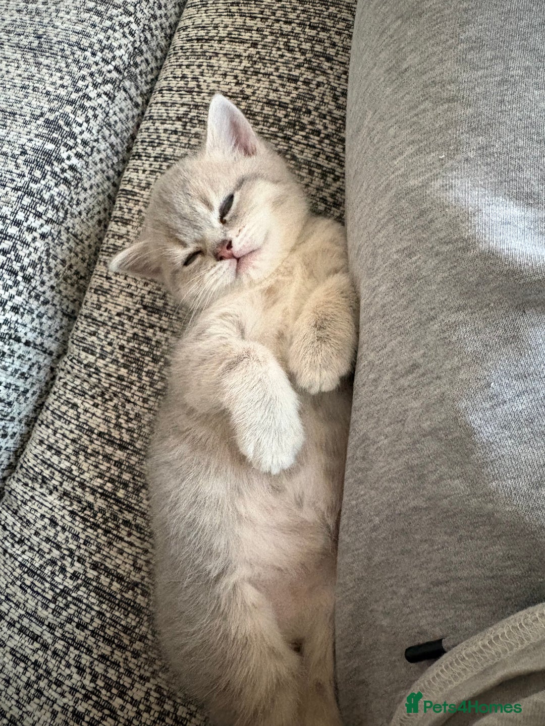 Scottish Fold cats for sale: Scottish fold kittens for sale - Advert 11